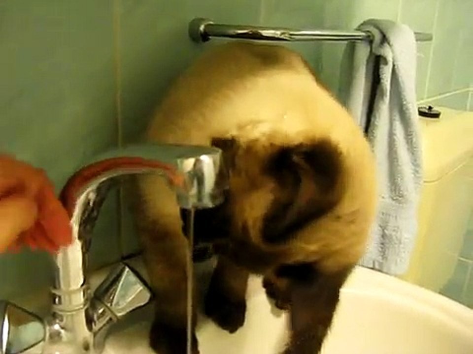 Cat bath before bedtime