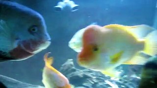 300 and 210 gallon Cichlid Aquariums