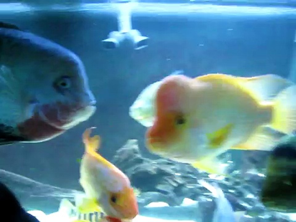 300 and 210 gallon Cichlid Aquariums