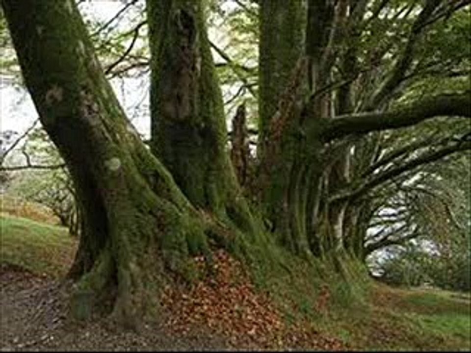 Die Judenbuche Teil 5 Hörbuch Annette von Droste Hülshoff