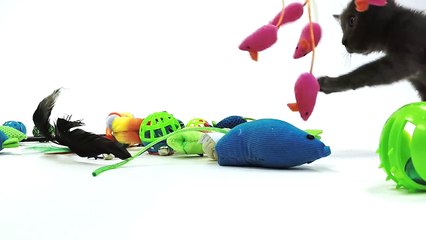 Ridiculously Cute Kittens Up For Adoption at Best Friends