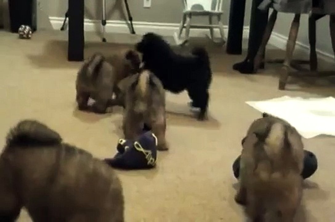 Eurasier puppies. Play Time 1.