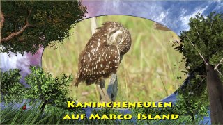 Burrowing Owls (Kanincheneulen) auf Marco Island, Florida