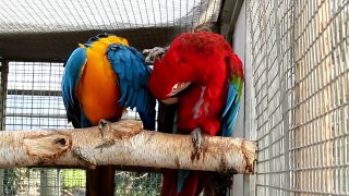 Lustige Papageien ...