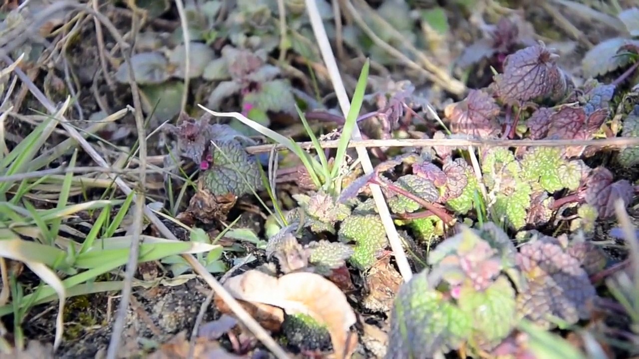 Marcowe zbiory - rośliny jadalne.