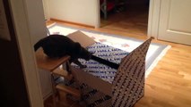 Russian Blue cat drops into box...