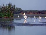 Romania - Delta Dunarii - pasari (Danube Delta - birds)