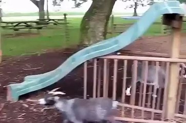 Elenmeyi bilen keçilere baylrm