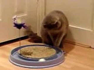 British Shorthair playing ball games