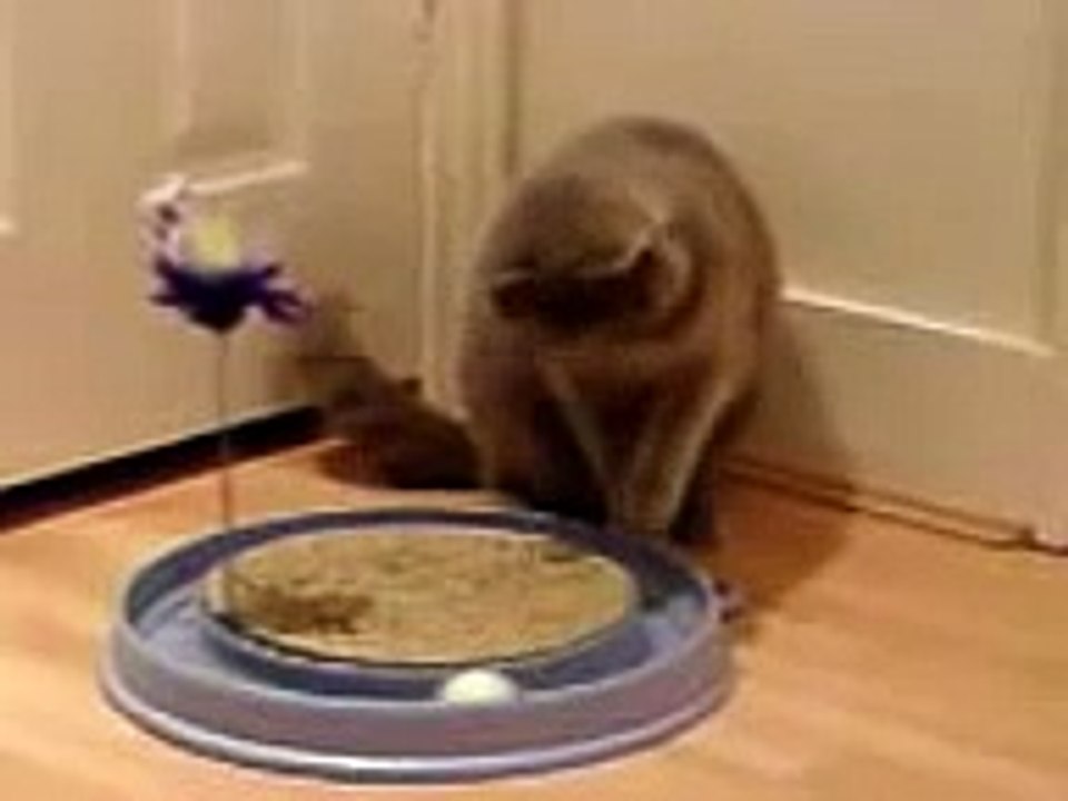 British Shorthair playing ball games