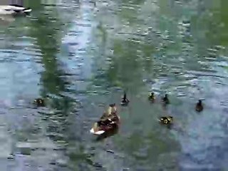 Enten Babys