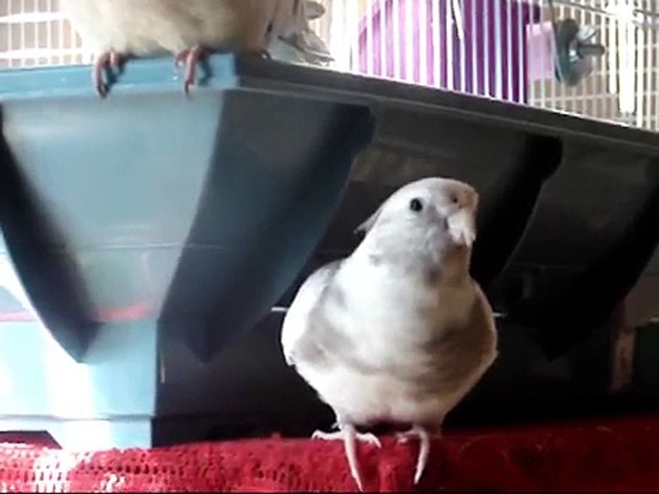 Phantom Sounds