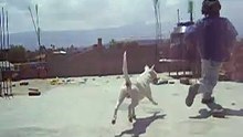 Dogo Argentino (DAGO)