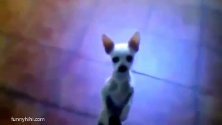 Funny dog videos   funny dog   funny dogs and cats 2015