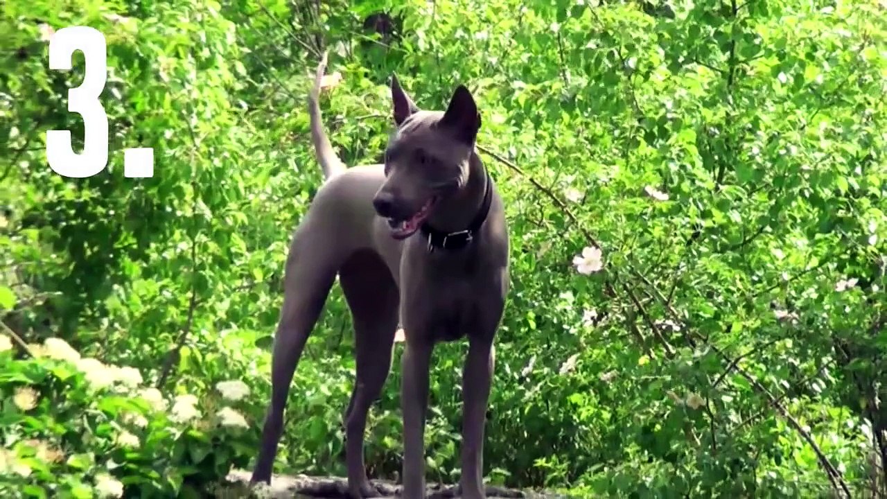 Dogs You Didn't Know Existed