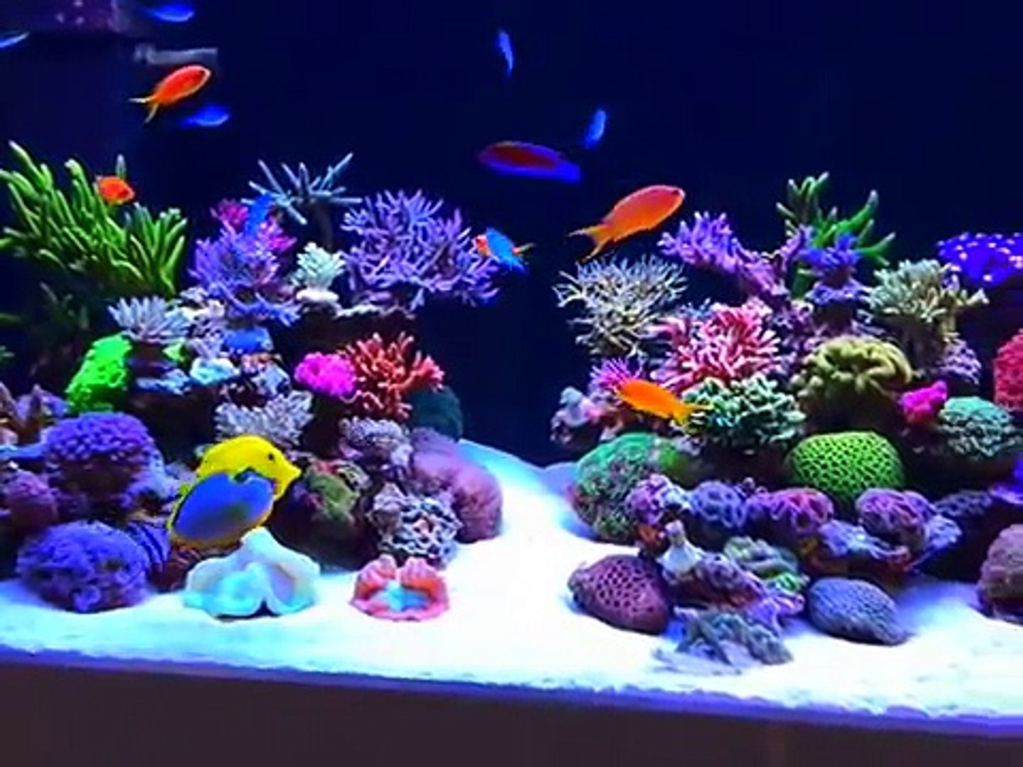 SPS / LPS Reef Tank (260 Gallon) - video Dailymotion