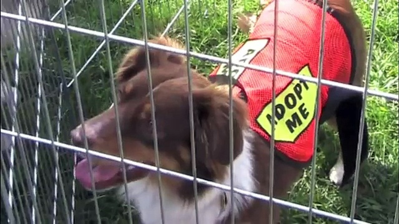 Disposable Pets   The Debate over Euthanasia in American Animal Shelters