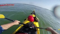 Beluga whales playing with my kayak (close encounter) | Bélugas qui jouent avec mon kayak