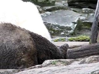 ZOO BERLIN #7 (Knut & Gianna)