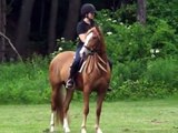3 yr old chestnut Andalusian filly SOLD