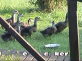 Rouen-Clair Enten bei Nachbars Hund