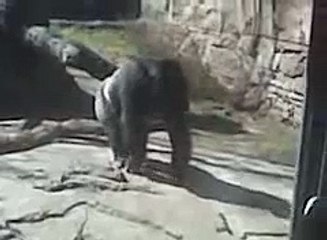 Gorilla Attack at the Omaha, NE Zoo