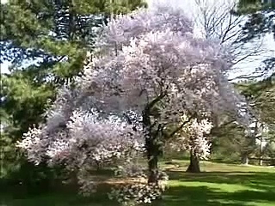 NYC_ New York Botanical Garden Part2/2