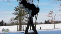 Incredible Dog Tricks by Nana the Border Collie