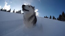 Un husky dans la poudreuse - Images magnifiques