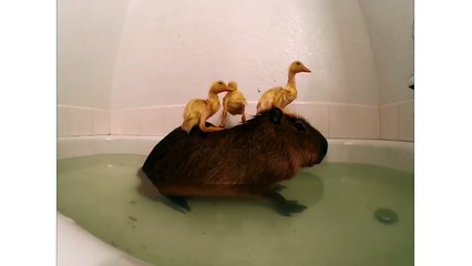 Des poussins prennent leur bain avec un Capybara
