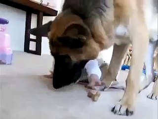 Best Funny Dogs And Children Funny Videos with your kids | animals videos and funny