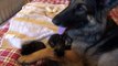 German Shepherd adopts Orphan Kittens