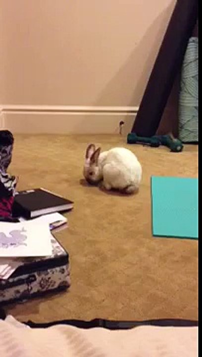 spazzy bunny