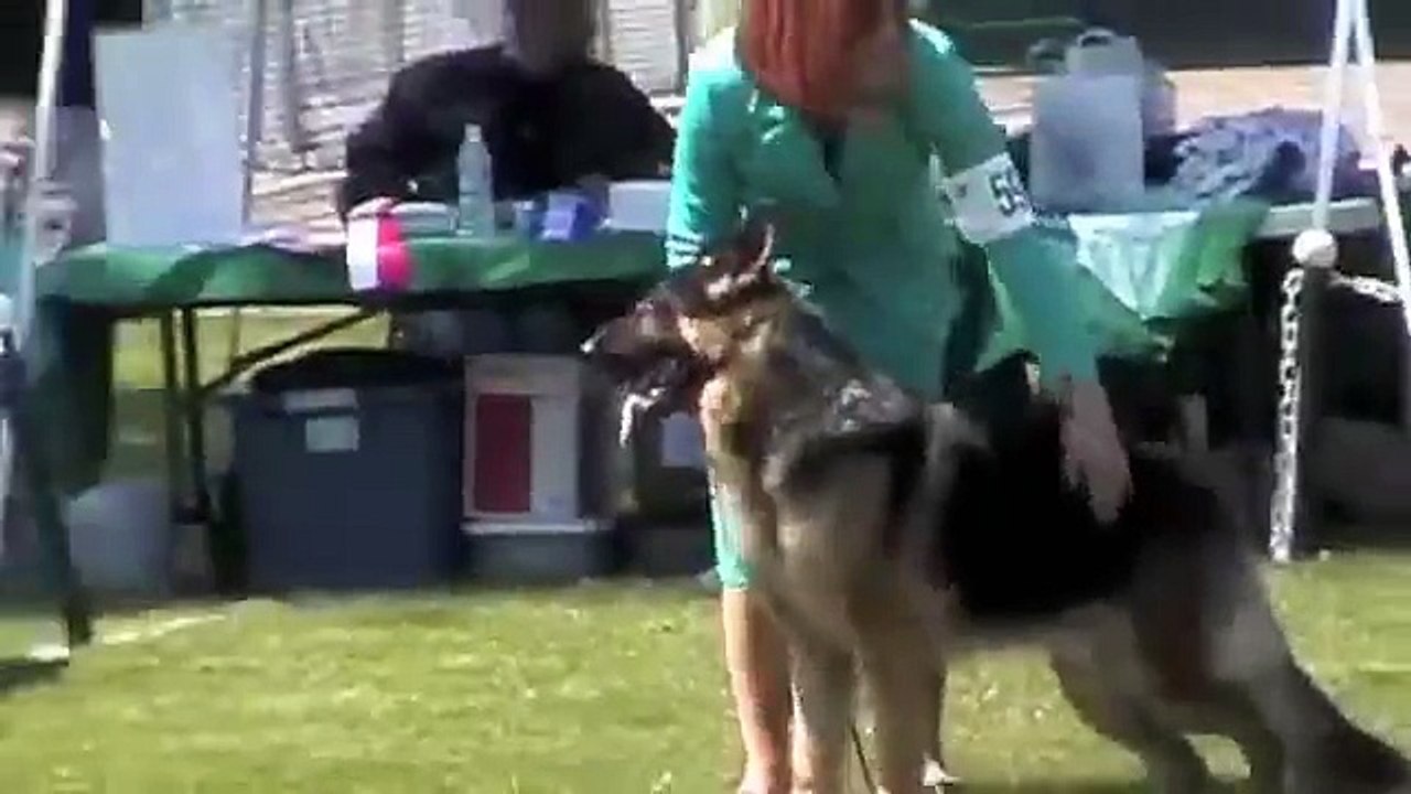 The GSDC of Washington State, Best of Breed, Part Two, 5-09-09