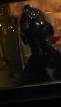 My cane corso ceaser guarding the house.