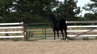 My Wonderful Black Arabian Stallion - Bolero Bey!