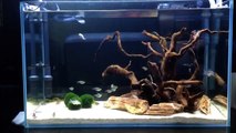 Aug 4, 2013 - Hardscape Aquascape Aquarium with Tetras and Corydoras