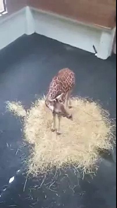 のいち動物公園：キリンの鳴き声
