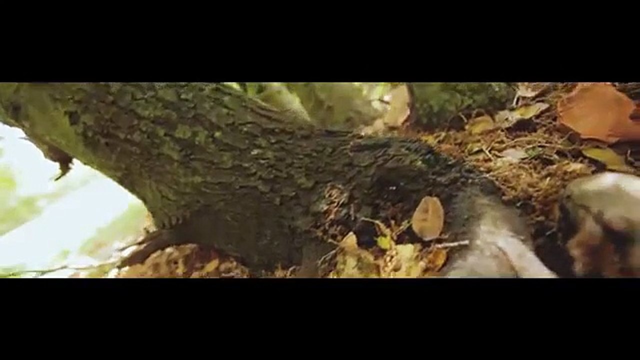 BIRGISH - Plea of a Forest - By: Amr Toukhy