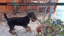 San Diego California Airedale Terrier puppies for sale