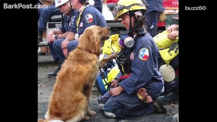 Last living 9/11 service dog returns to NYC for 16th birthday party