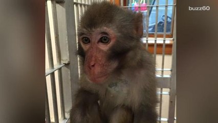 Fugitive monkey caught after 2-day chase in Kentucky