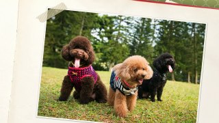 Toy Poodles Outdoor and Studio Session - Singapore Pet Photography
