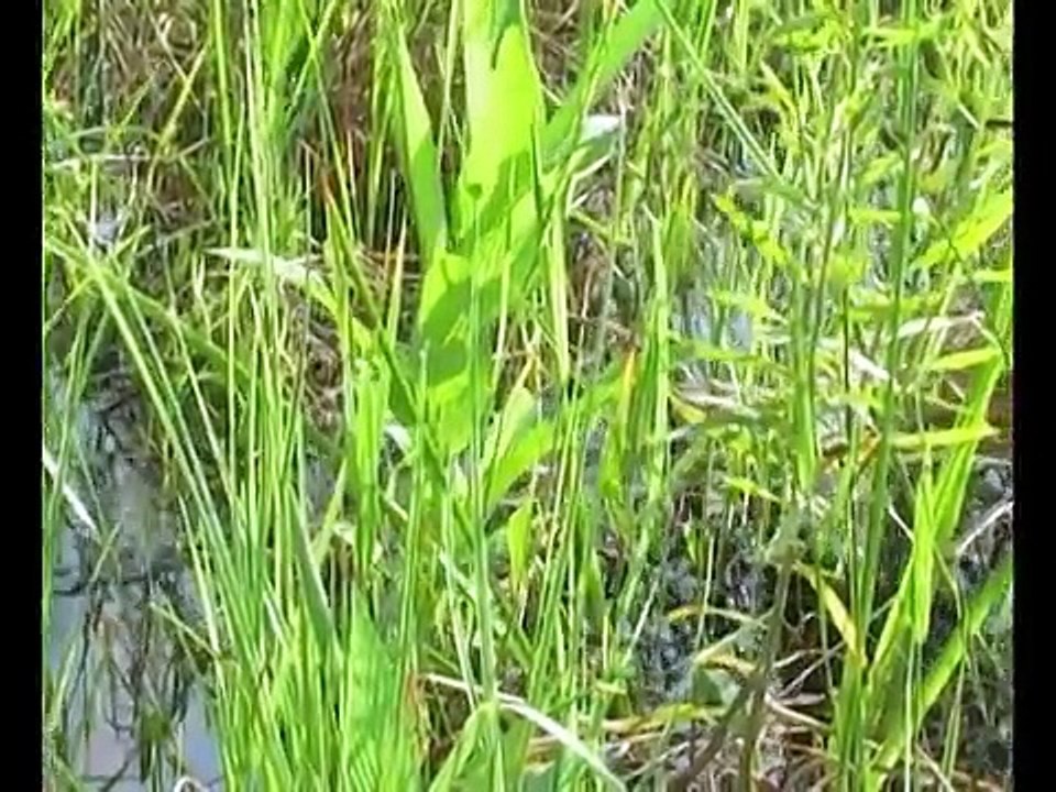 Pythons in the South Florida Everglades, A cautionary Tale   PART I