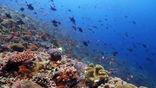 Scuba Diving Nusa Lembongan in 60 seconds
