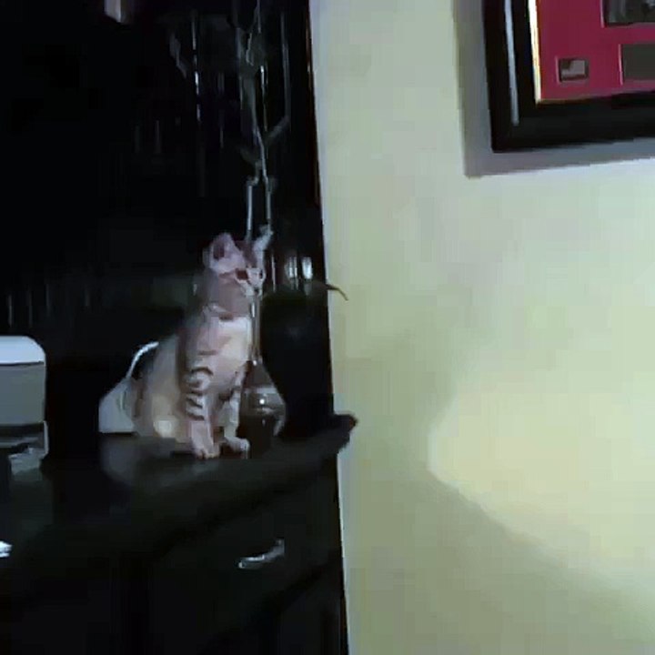 PrankVsPrank Mario Taking Nylah Out