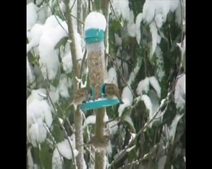 Vogeltjes in de sneeuw met zang van Ani Choying Drolma