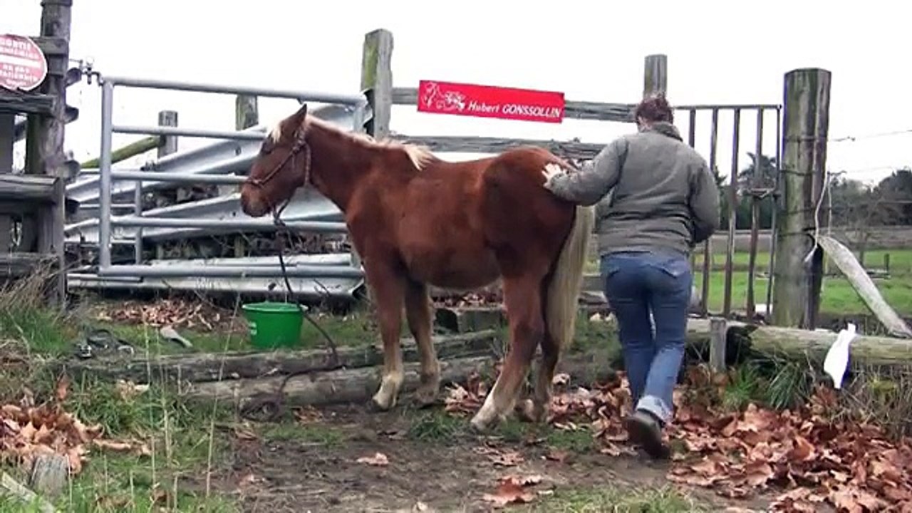 Education du poulain 1: "travail" de base