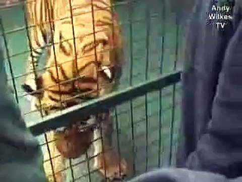 Feeding a Siberian TIger - 1 of 15