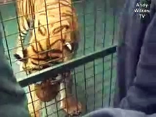 Feeding a Siberian TIger - 1 of 15